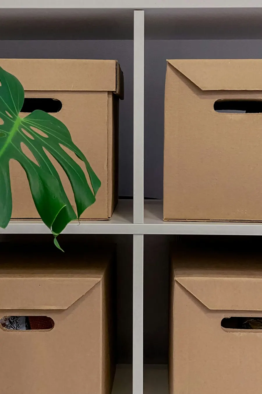 Neat cardboard storage boxes on white shelves beside a monstera leaf